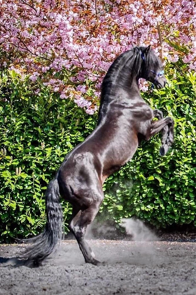 View our Stable